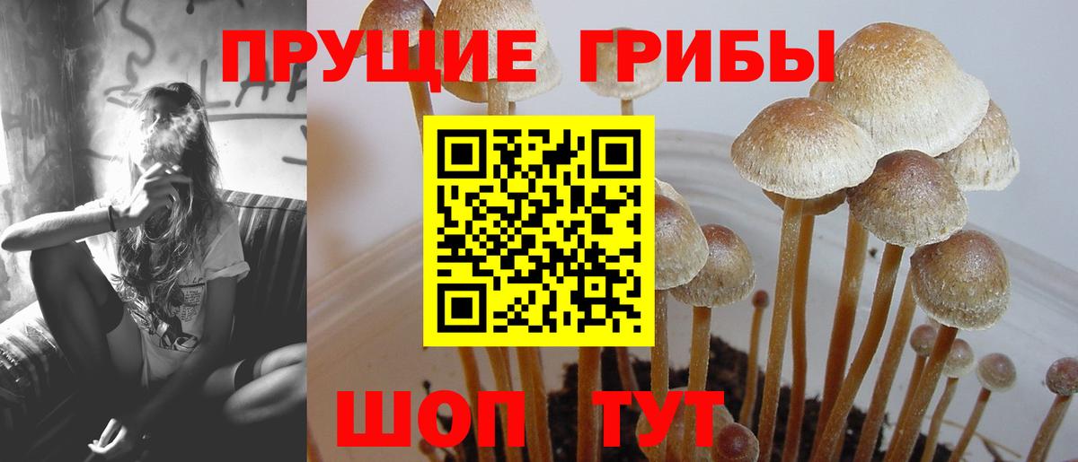Галлюциногенные грибы Psilocybine cubensis Коряжма